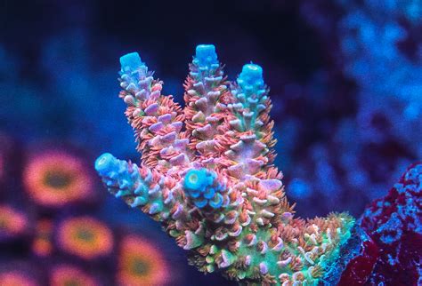 Best settings for coral growth on AI Prime 16hd reef.
